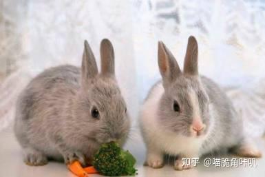 别圈吃瓜兔,揭秘网络舆论背后的真相与反思