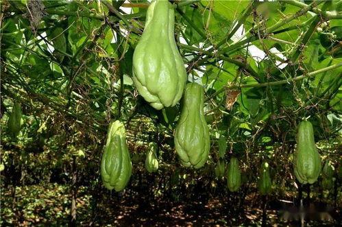 耀阳吃瓜图片,揭秘娱乐圈幕后真相