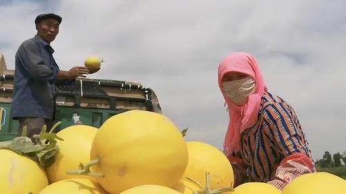 晚间8点吃瓜,瓜田里的新鲜事儿