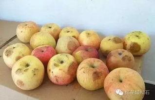 吃瓜嘴里是苦味