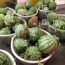 无瓜吃,探寻夏日清凉新风尚