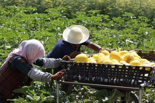 吃瓜治沙的好处,绿色治沙新篇章