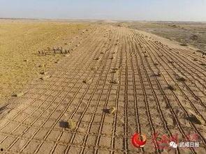 吃瓜治沙的好处,绿色治沙新篇章