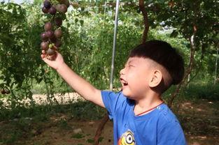 叶彤吃瓜,揭秘娱乐圈幕后故事