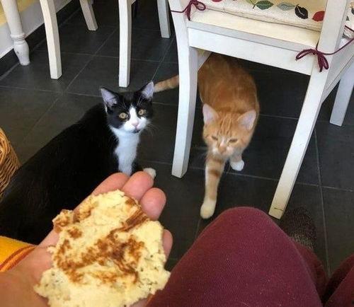 小毛孩吃瓜,小毛孩的夏日瓜趣之旅