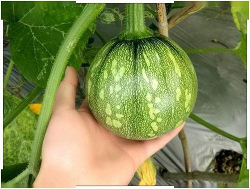 陆璃吃瓜系统,揭秘娱乐圈幕后风云