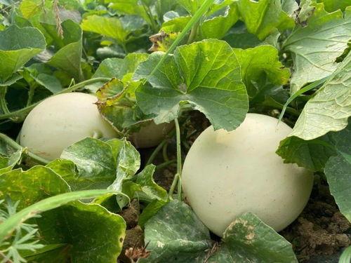 小田儿吃瓜,揭秘娱乐圈那些不为人知的幕后故事