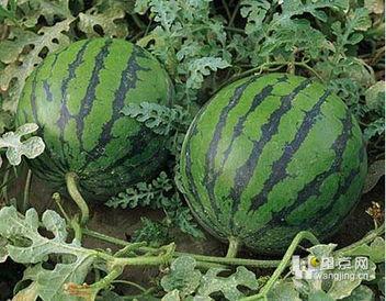 吃瓜只吃西瓜,揭秘西瓜的“吃瓜”魅力