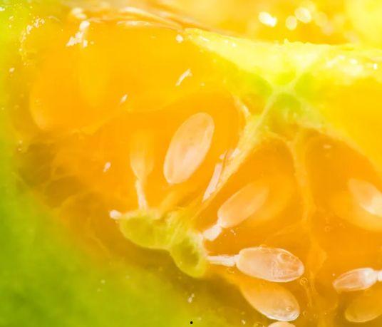 吃博洋9号瓜会胃寒吗,胃寒风险揭秘