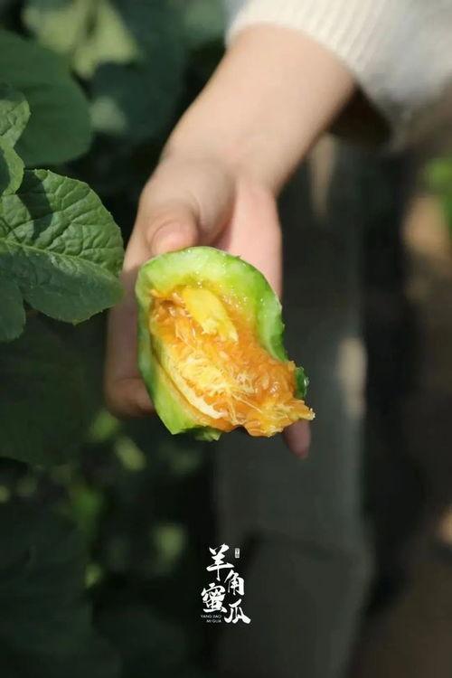 羊角瓜的皮可以吃吗,可食用的天然美味探索