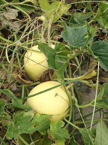 羊角瓜的皮可以吃吗,可食用的天然美味探索