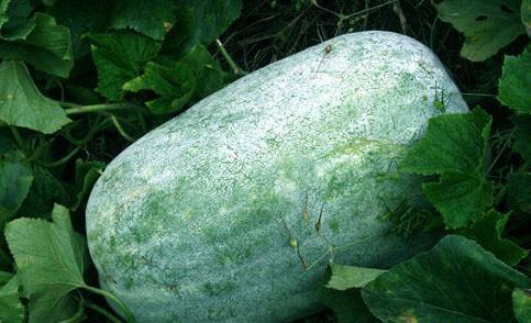 瓜吃瓜喝瓜睡觉,一场关于瓜的味蕾盛宴与悠闲时光