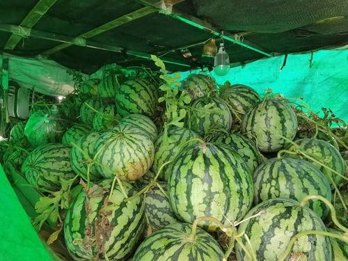 朝阳市民吃瓜,吃瓜文化背后的社会现象解析