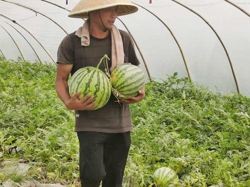 朝阳市民吃瓜,吃瓜文化背后的社会现象解析