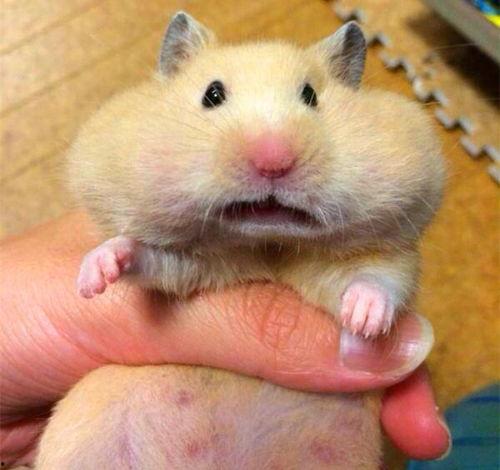 仓鼠可以吃的瓜,探索适合它们的瓜类佳肴