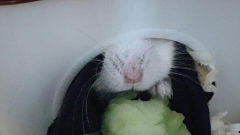 仓鼠可以吃的瓜,探索适合它们的瓜类佳肴