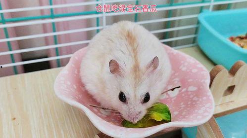 仓鼠可以吃的瓜,探索适合它们的瓜类佳肴