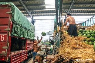 日照中介吃瓜,揭秘吃瓜背后的行业真相