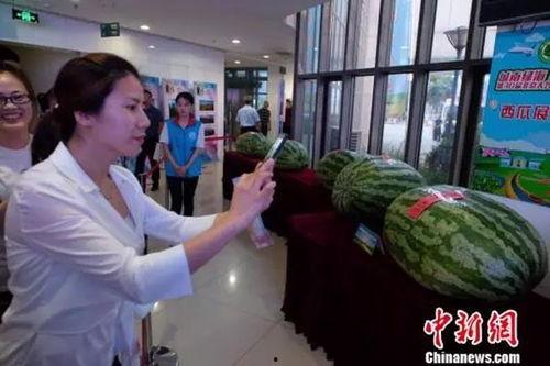 魏县吃瓜新闻,揭秘当地特色美食背后的故事