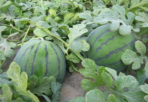 在瓜地吃瓜,夏日清凉美食之旅