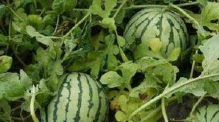 在瓜地吃瓜,夏日清凉美食之旅