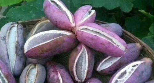 吃八月瓜的好处,天然保健品，养生益寿的绿色果实