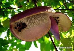 吃八月瓜的好处,天然保健品，养生益寿的绿色果实