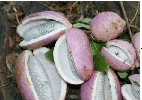 吃八月瓜的好处,天然保健品，养生益寿的绿色果实