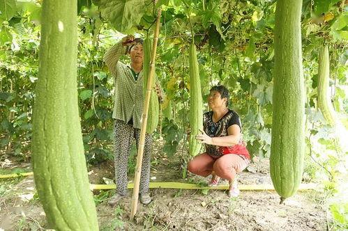 吃播边角边 瓜,吃播界的趣味探索之旅