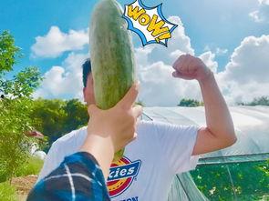 网红摆摊吃瓜,揭秘美食背后的故事