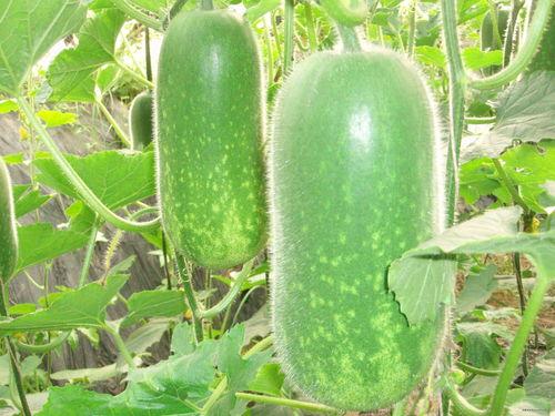 茭瓜减肥怎么吃最好,科学搭配，轻松享瘦