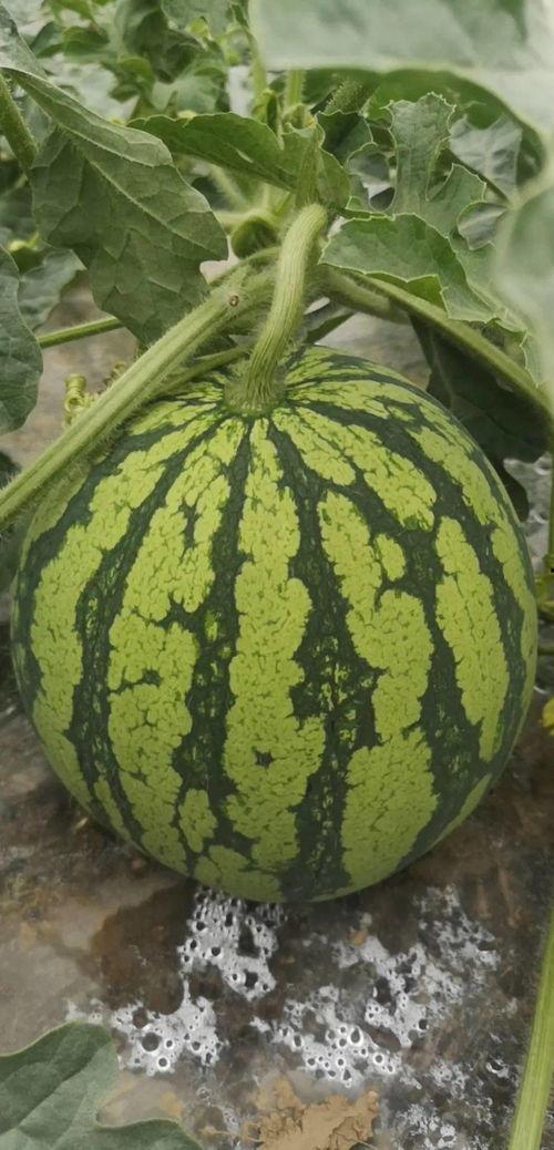 舟山吃瓜船,吃瓜船上的海岛风情体验