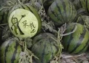 平步青云吃瓜视频,揭秘吃瓜视频背后的精彩故事