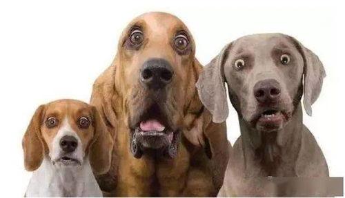 吃瓜狗十三解说