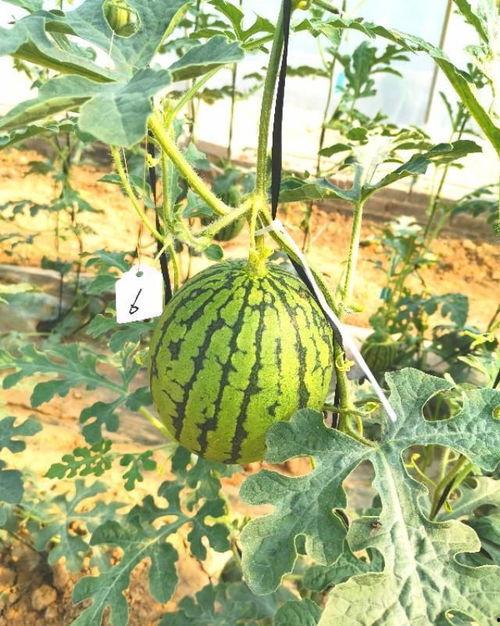 老王说吃瓜,揭秘瓜界那些事儿