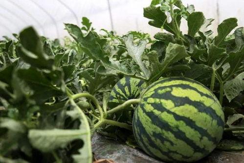 吃瓜误赞,揭秘网络舆论的狂欢与误区