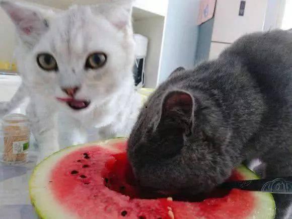 吃瓜群众的猫,萌态百出，治愈心灵